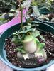 Set mit 3 Frosch Garten Glücksbringer Harz Frosch Innenbereich Eingangsbereich Büro Einzugsgeschenke Figuren, Ornamente, Anhänger, Ornamente, Dekorationen,