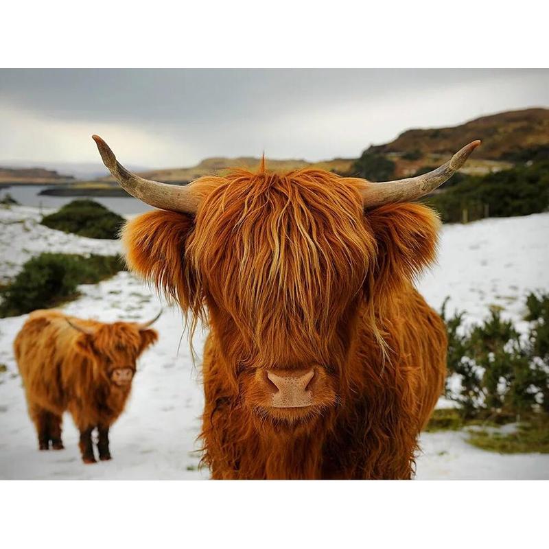 Highland Cow DIY 5D pictură cu diamante, mozaic, rotund complet, rășină, broderie cu diamante, seturi cu punct de cruce, decor acasă