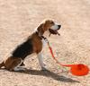YYKSYDPT Waterproof PVC Dog Recall Long Dog Suitable for and Swimming for Medium and Large Dogs Leash, 3M/5M/10M/15M Leash, Training, Tracking, Beach,
