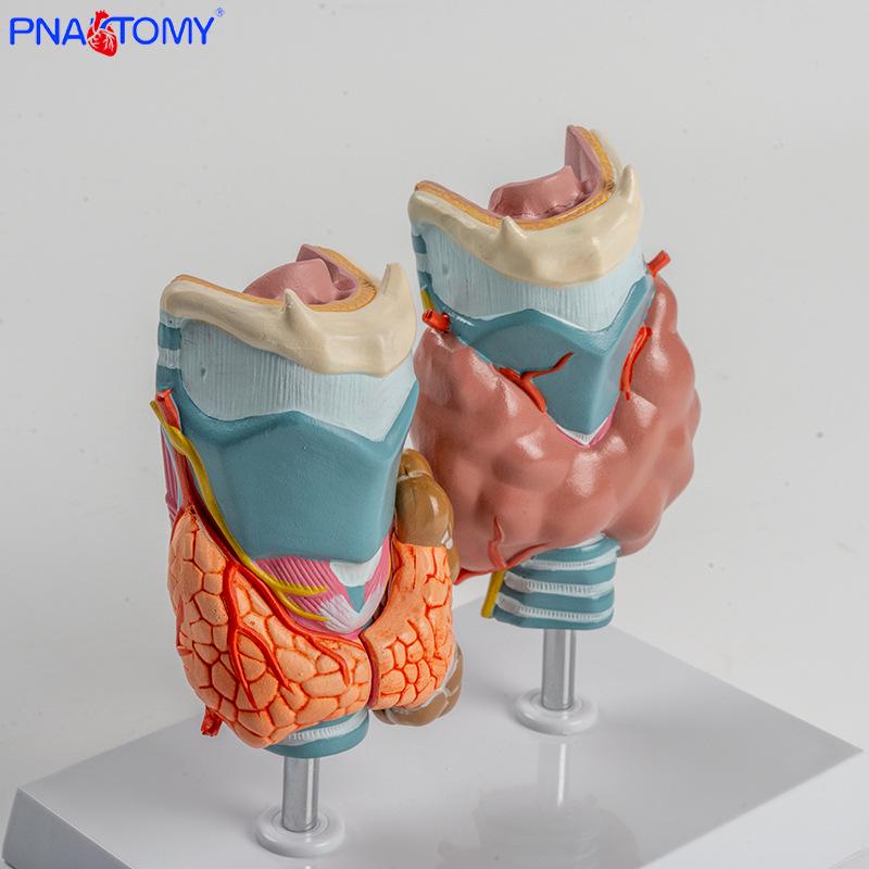 Thyroid Pathology Model: Hyperthyroidism & Hypothyroidism Teaching Aid