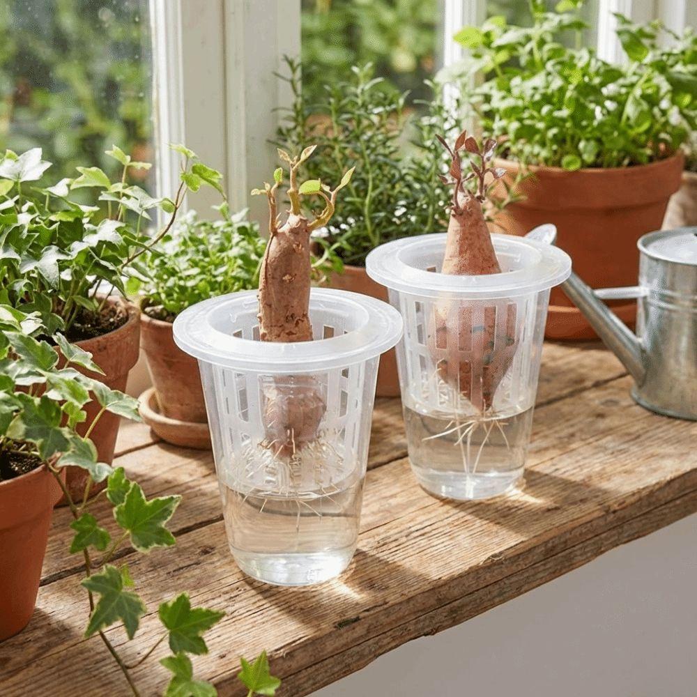 Transparent Plastic Hydroponic Mesh Cups Root View Cups Plant Propagation Clear Hydroponic Pots Flowerpot Vegetable Nursery