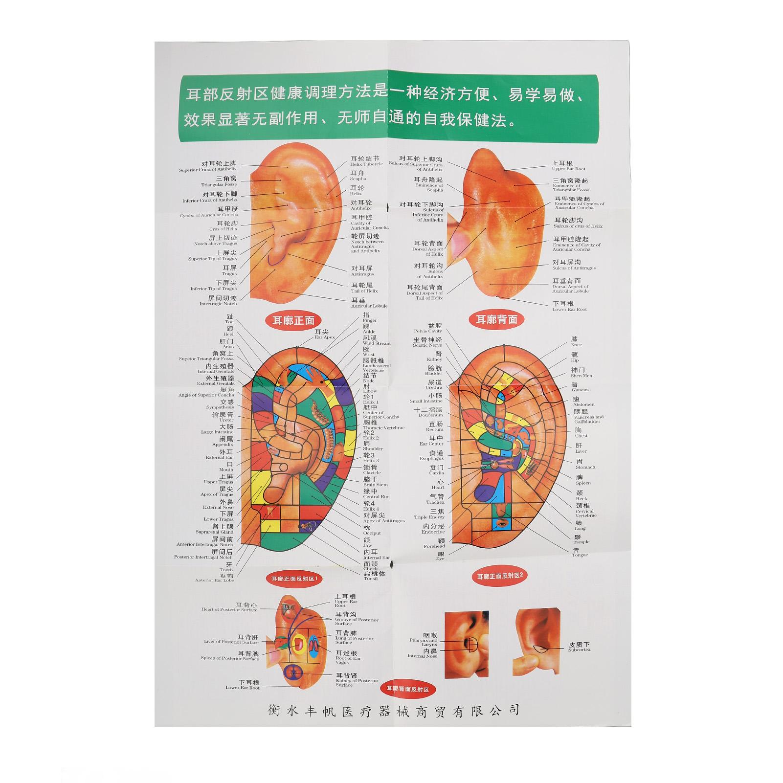 40cm Ear Acupuncture Point Model Accurate