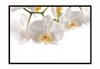 Picture Poster In a Frame 53x73 Cm Flowers P1013