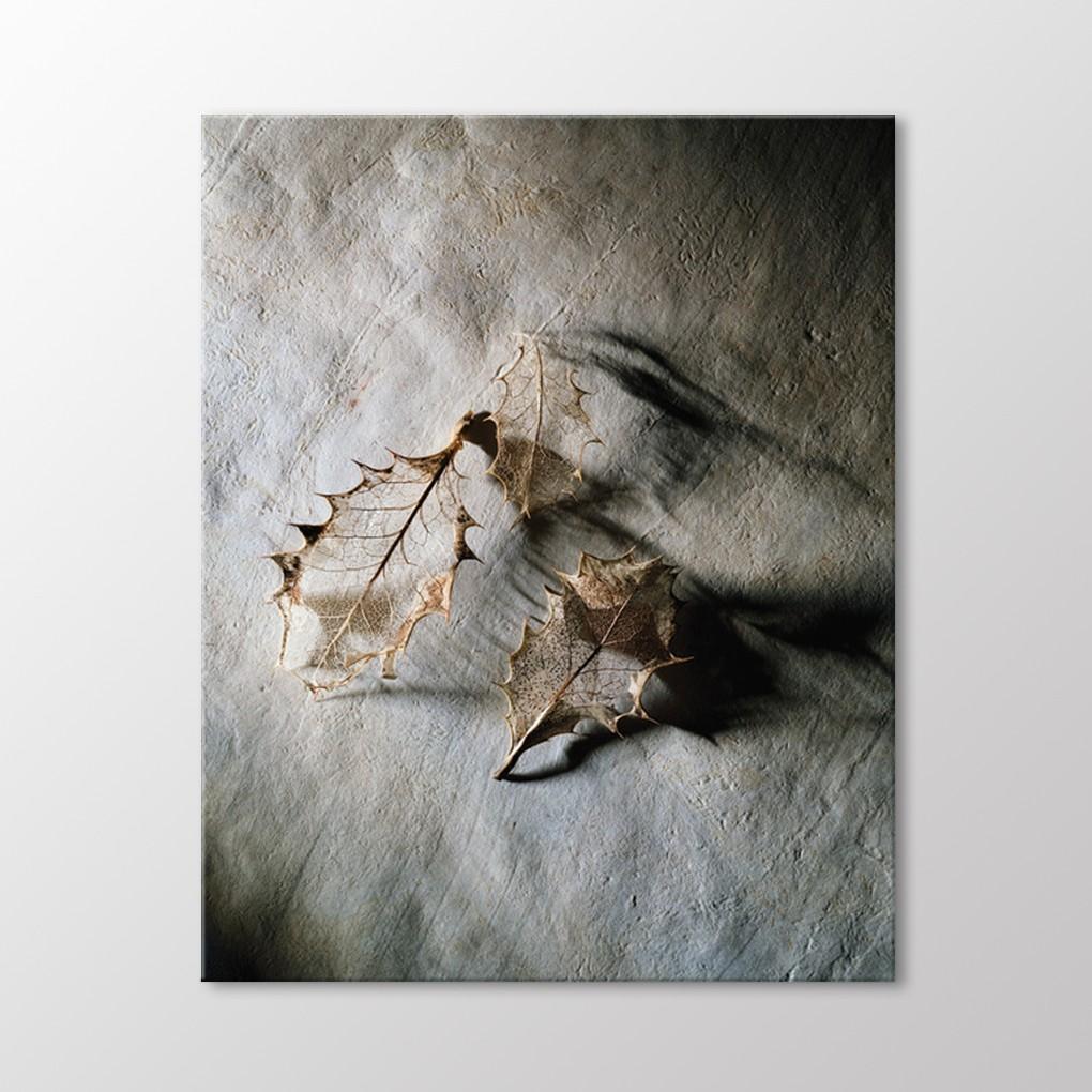 

Таблица сушеных листьев