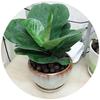 Breathable Ceramic Flower Pot with Tray for Gardenia and Succulents, Chinese Style, Large and Durable for Balcony Use.