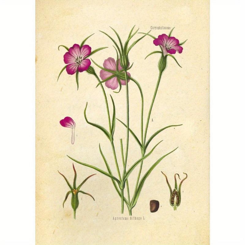 Winylowe Grafiki Botaniczne Dzikich Kwiatów, Grafika Ścienna Ink Inc, Edukacyjne Tabele i Plakaty Botaniczne, Dekoracja Domu i Sali Lekcyjnej