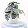 For Shops Bonsai For Weddings Parties Plastic Beautiful