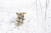 Steiff Piff Mouse 10cm 056222