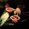 Reptile Water Dish Food Bowl Suction Cup Feeder Bowl Worm Anti-Escape Suitable for Gecko Tree for Frog Lizard Bearded Dr