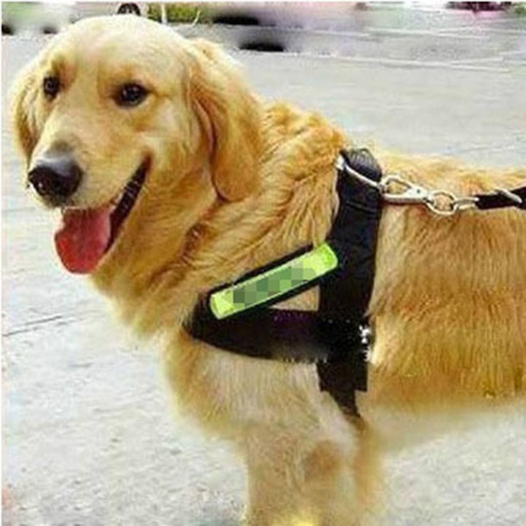 fun dog leashes