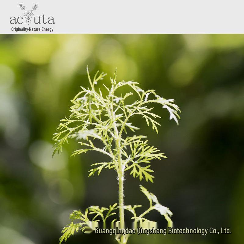 

Эфирное масло Zhenxi Leaf - Чистая ароматерапия Mugwort (10ML per bottle)