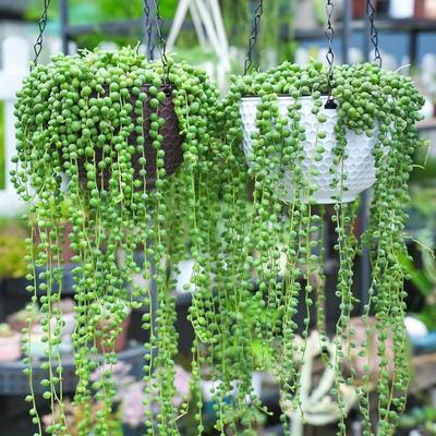 2pcs Artificial Plants Home Decoration Succulent Ivy Greening Fake Plants for Window Garden Festive Party Wall Decoration Wall Hanging