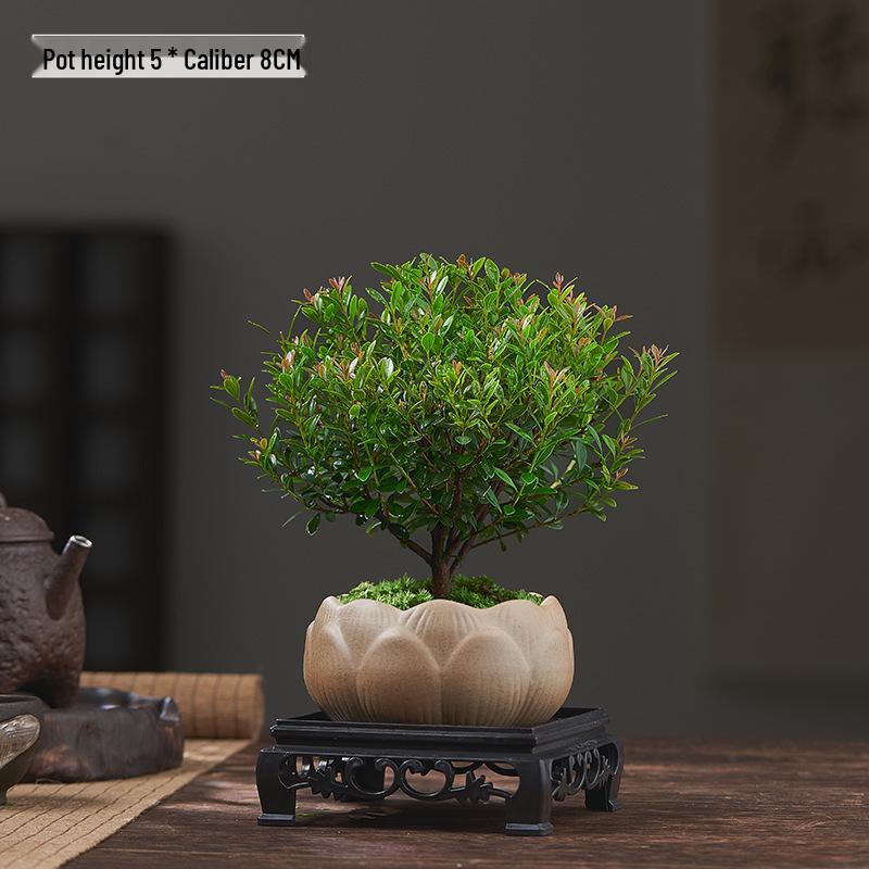 Red Leaf Bonsai Seedling - Easy Care Indoor Evergreen, Perfect for Hydroponics and Micro Landscapes