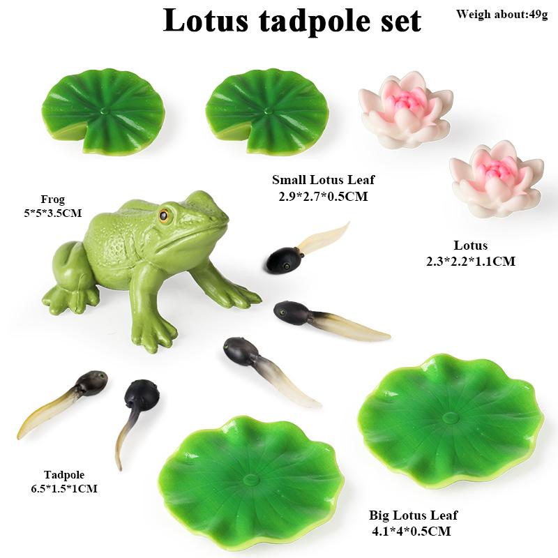 Oenux Pond Lake Animals Frog Model Simulation Lotus Leaf Tadpole Action Figures PVC Miniature Cute Educational Toys Kids Gift