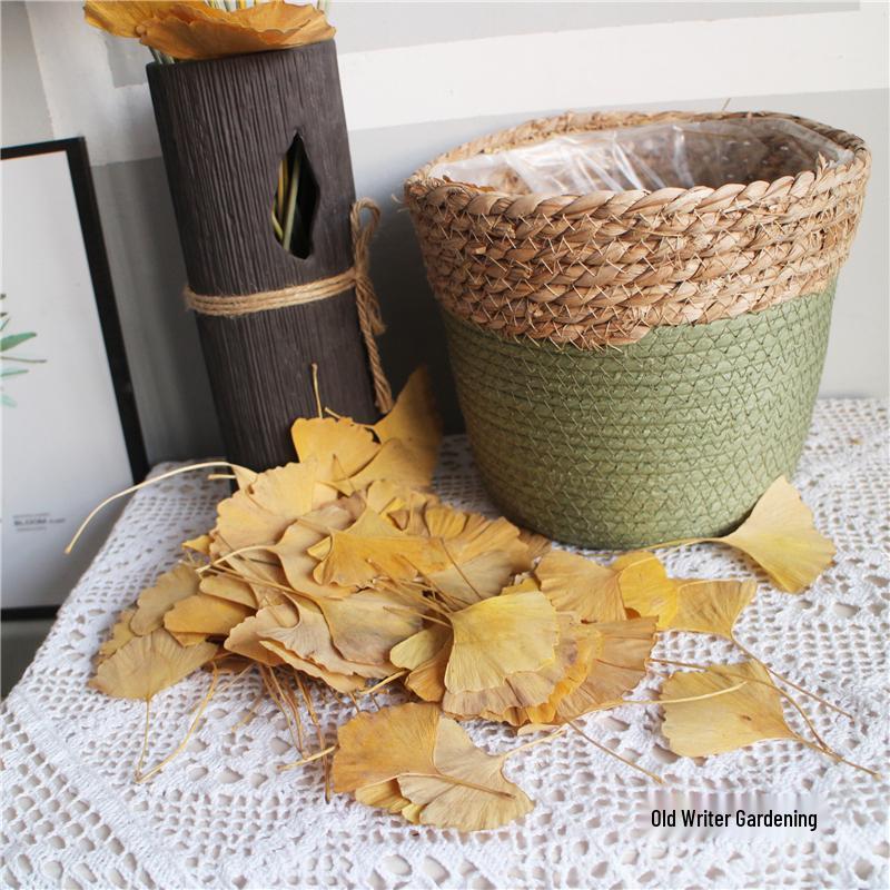 Ginkgo Leaf Plant Specimen - Pressed Flower Material for Handmade Projects & Desktop Decor