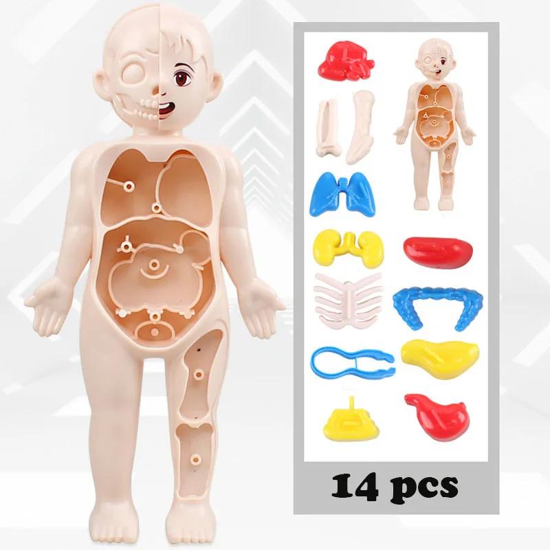 Human Organ Structure Model 14pcs Set, Assemble steam Medical Educational Toys, Junior And Senior Science And Education Toys