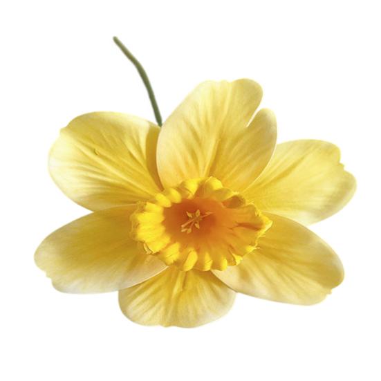 Artificial Daffodil Flowers 15 Inch Length Fake Silk Narcissus Flower Yellow White Faux Flower Bouquet for Floral Arrangement Spring Home