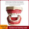 Human Tooth Anatomy Model for Teaching and Simulation - Detachable Denture Mold