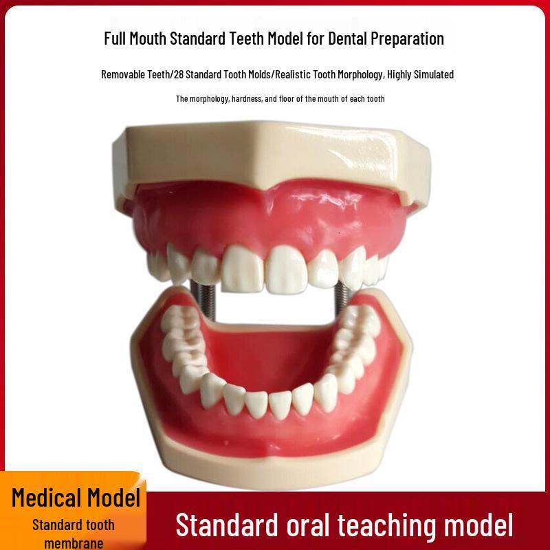 Human Tooth Anatomy Model for Teaching and Simulation - Detachable Denture Mold
