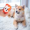 19041 BALL FOR DOG/CAT squeaky chew TOY rubber