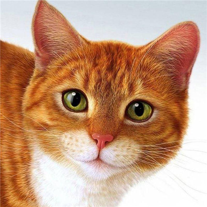 

5D круглая алмазная картина милый кот животное картина вышивка мозаика дизайн ремесла домашний декор подарок Full Round 30x40CM