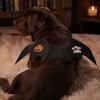 Creative Pet Gift Halloween Cat Bat Wings, Adjustable Wings Costume, Cute Costume Cosplay for Cats Dogs, Holiday Party Apparel And Dogs