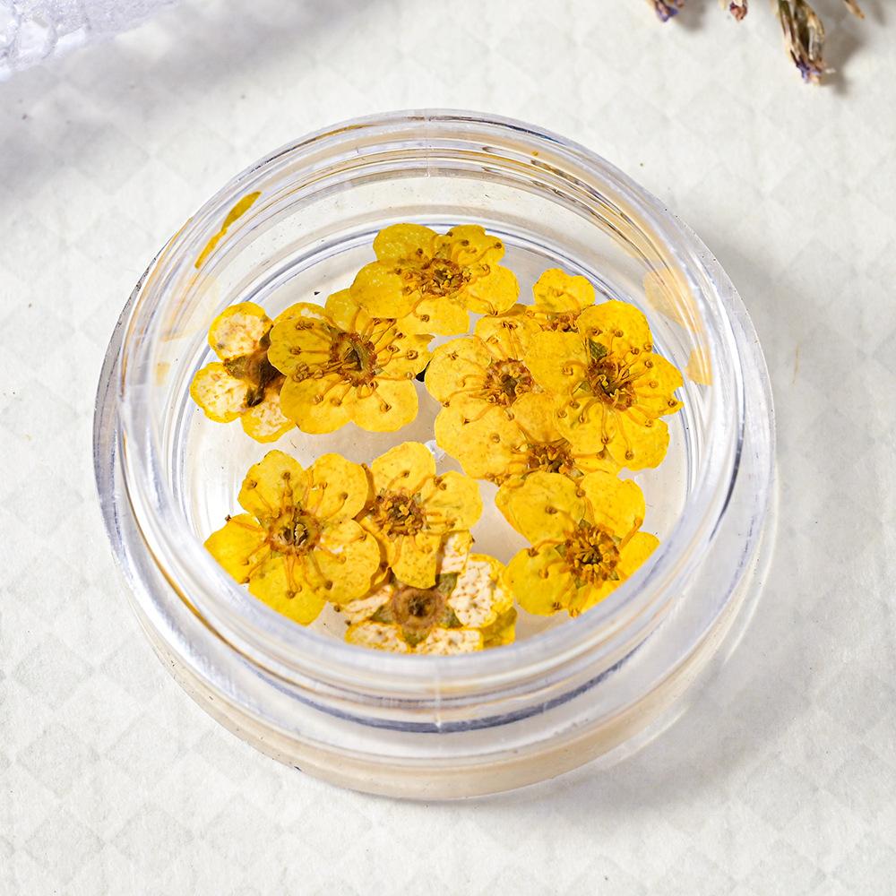 10PCS/Box Small Daffodil Dried Flower for Nail Art Decorations Natural Real Pressed Flower Making up Phone Case Mold Making