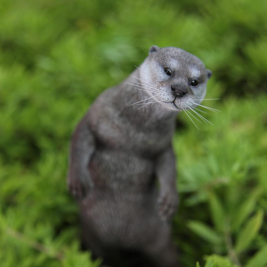 JXK Otter Otter Figur Statue Miniatur Fuchs Resin Modell Schreibtischzubehör Dekoration Geburtstagsgeschenk Bemaltes Fertigprodukt