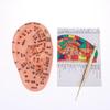 Pvc Material Ear Massage Model Reflex Area Acupoint Teaching Auricle Therapy Tool Ear Acupuncture Model Medical Supplies Health