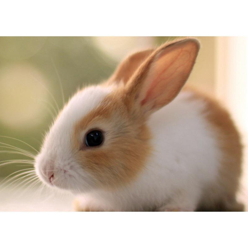 

Little Rabbit Decorative Wall Poster for Bedroom or Dorm Yellow Kraft Paper (No Glue) 30X42 cm