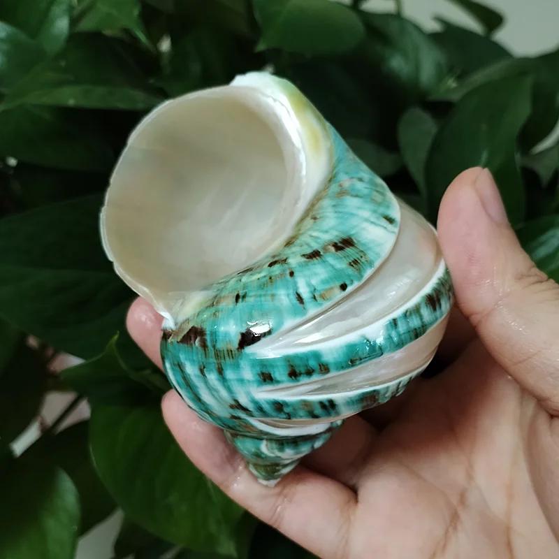 

Large Polished Banded Jade Turbo Shells Natural Green Hermit Crab Shells Beach Crafts Nautical Decor Large Hermit Crabs 9Cm-11Cm (As shown-25600)-