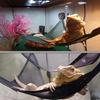 Reptile Hammock Terrarium Decoration For Lizard Birds Reptile Mats Pets Supplies