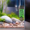 Vissen en zeedieren – Aquariumfilters en -pompen