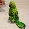 Alle Serien Simulations Kuscheltier Vögel Papageien Elster Tukan Adler Pfau Weißkopfseeadler Taube Plüschtiere Spielzeug Pädagogisches Geschenk
