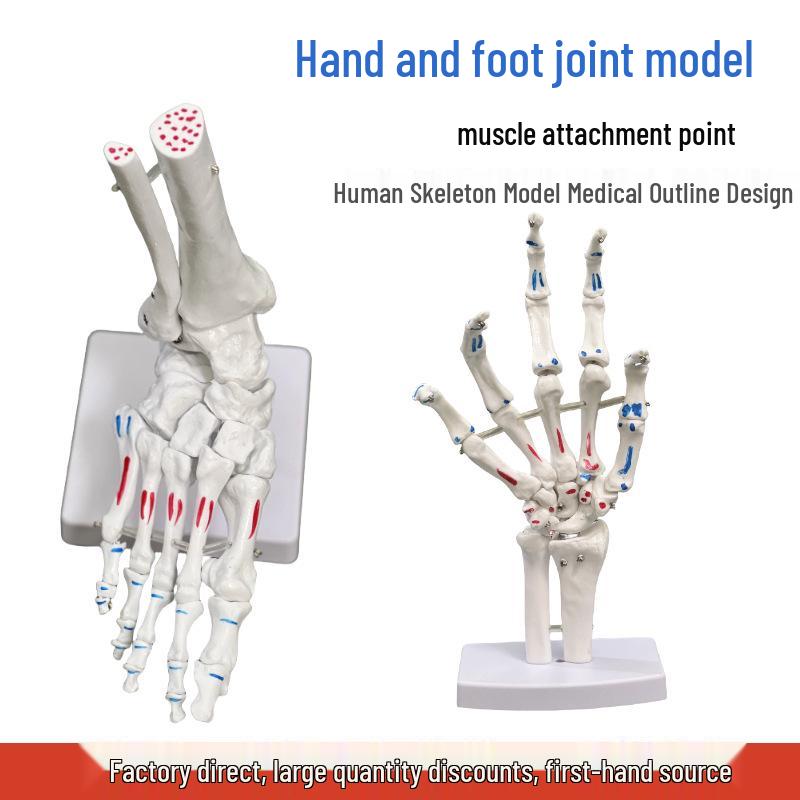 

Human Body Model: Foot and Hand Joints with Muscle Coloring