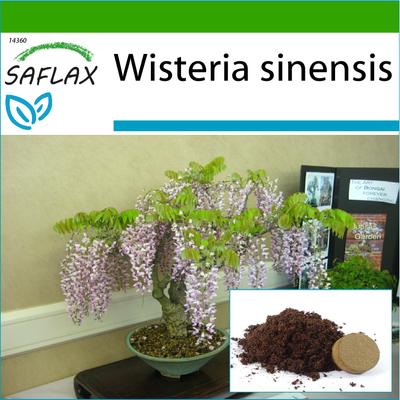 Bonsaï - Glycine de Chine bleue - 4 graines - Avec substrat d'empotage pour une meilleure culture - Wisteria sinensis