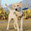 Reflective Dog Chest Strap Lightweight No-Pull Chest Strap Vest Type Dog Harness  Daily Walk