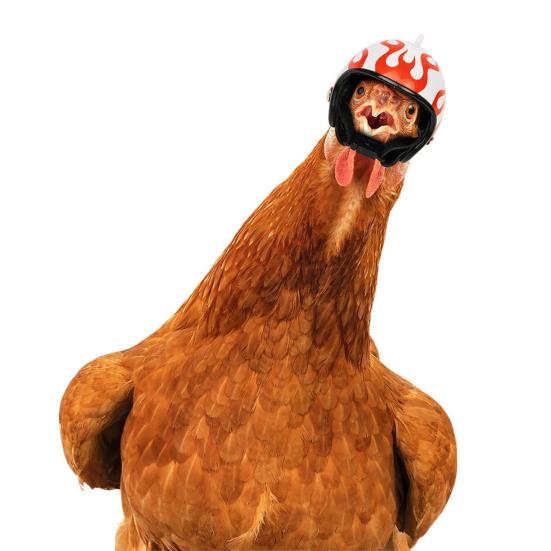 Casca de Găină Siguranță Pălărie Găini cu Curea Elastică Ajustabilă Mini Pălărie Păsări Papagal Costum Animal de Companie pentru Animal de Companie Mic Peruche Pato Găină