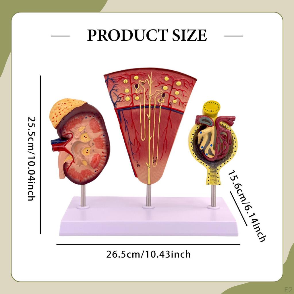 Human Kidney Model,Biology Demonstration,Assisted Dissection,PVC Organs Nephron and Glomerulus Model