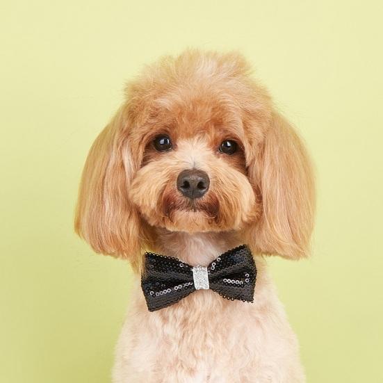 Haustier-Pailletten-Bowknot-Halsband, verstellbar, leicht, süß, niedlich, Katze, kleiner, mittelgroßer Hund, Welpe, Halskette, Heimtierbedarf