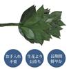 Tokai Seiro Preserved Compact Sakaki Trees, Pair, 25cm, SC-80856