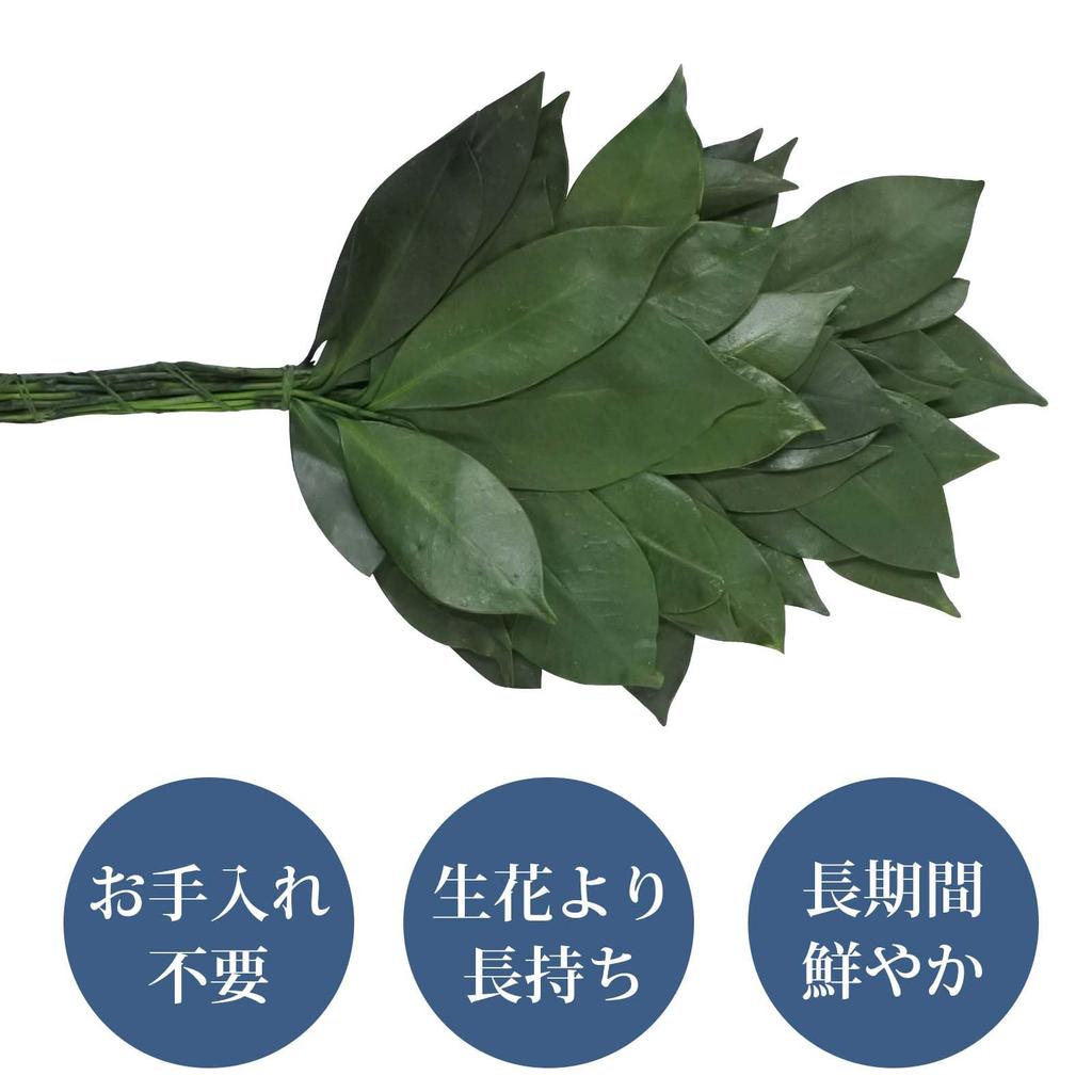 Tokai Seiro Preserved Compact Sakaki Trees, Pair, 25cm, SC-80856