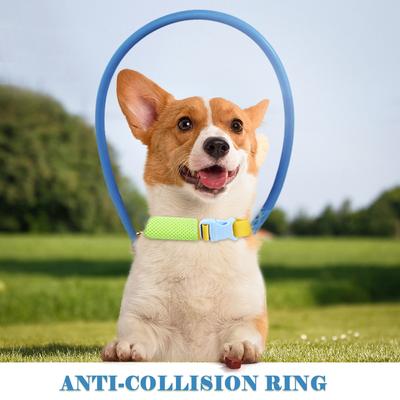Köpek – Köpek Tasmaları ve Tasma Kayışları