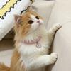 Funkelndes Strass-Haustierhalsband Verstellbar Blume Anhänger Elastisch Katze Hund Halskette Schmuck Niedliche Welpen Kätzchen Zubehör