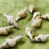 10Pcs, Natural Shell Conch Zinc Alloy Golden Edge Pendant Charms for DIY Necklace Accessories, Creative Jewelry Making, Bachelorette Party Favours