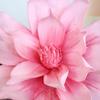 45/60cm PE Foam Flower Pink Fake Flowers Head New Artificial Magnolia Flower  Photographic Props