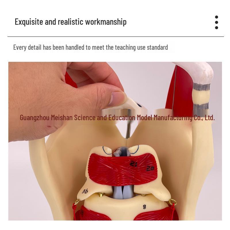 Anatomical Human Throat Model: Throat Muscles, Laryngeal Cartilage, Cavity, Vessels, and Thyroid Gland for Otolaryngology.
