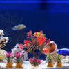 Aquariums Decoration Realistic Green Plant Artificial Moss Tree with Base for Fishtanks Home Use and Office Desk Decors