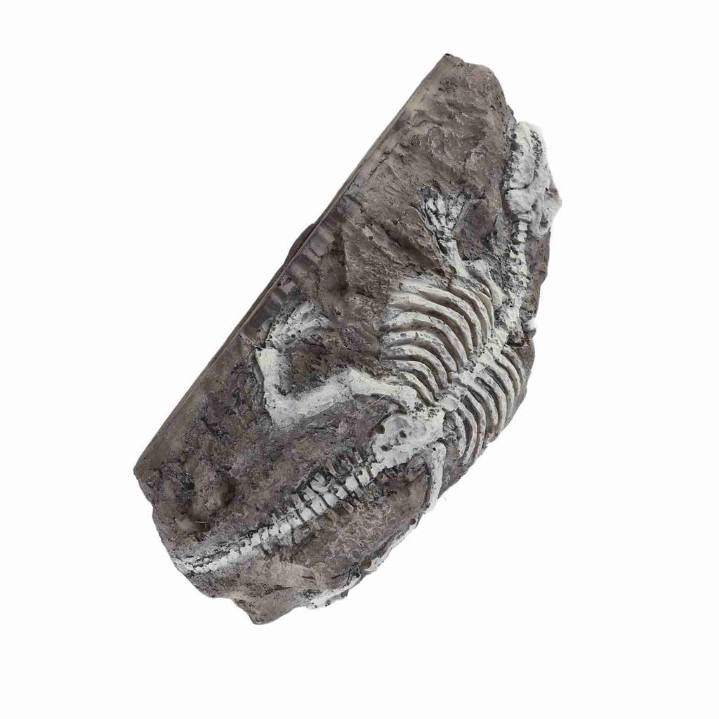 Aquarium Dinosaur Reliquiae Decoration Reptile Resin Dinosaur Reliquiae Rock Hideout for Fish Tank
