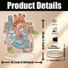 Anatomically Heart Model Sign,Anatomically Model,2D Mounted Display Base,Eduactional with Rigth Left